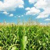 Is-Organic-Farming-Better-For-The-Environment