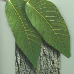 LeavesBark