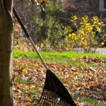 raking_leaves-1