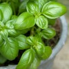 basil-pot-9-lg