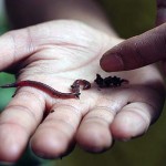 Worm-Composting