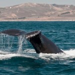 humpback-whale.jpg.492x0_q85_crop-smart